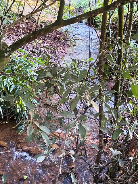 Chacara para Venda em Bonfinopolis, GO