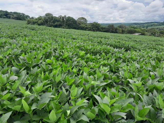 Chácara Para Venda em Bonfinópolis, Goiás