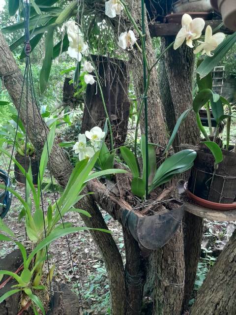 Chácara Para Venda em Bonfinópolis, Goiás