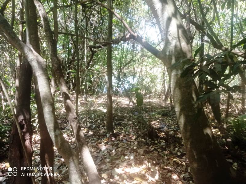 Chácara para Venda em Bonfinópolis (RNS100), Goiás
