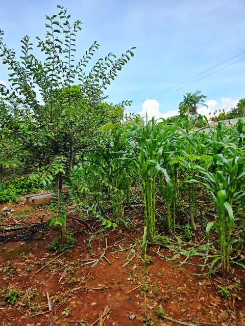 Chácara para Venda em Indepencia Mansões, Aparecida de Goiania (RNS-A0018), Goiás